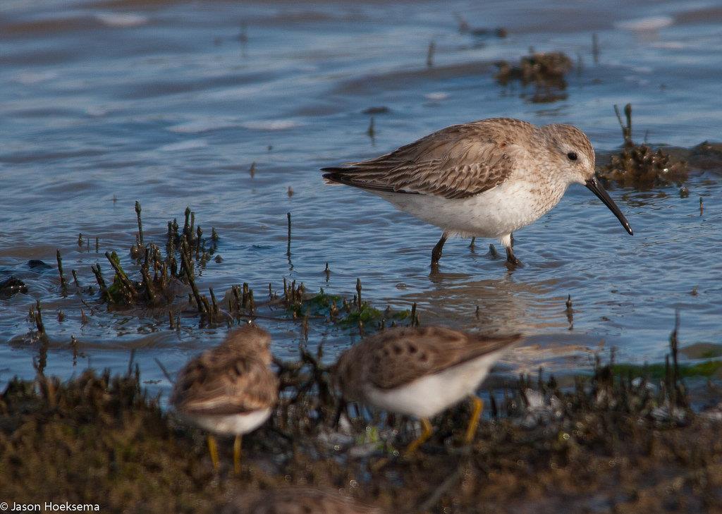Dunlin larger than all peeps, with heavy