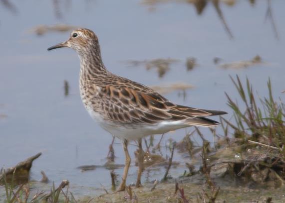 Pectoral Sandpiper slightly larger than Dunlin, with heavily streaked