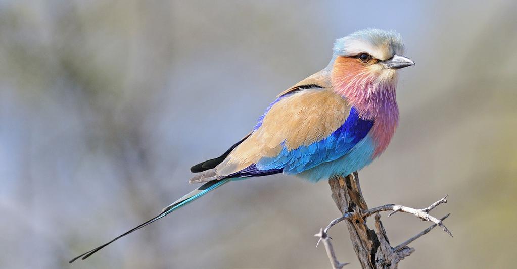 Lilac-breasted Roller by Rich Lindie of finding the endangered White Rhinoceros and, with exceptional luck, its rarer cousin, the Black Rhinoceros.