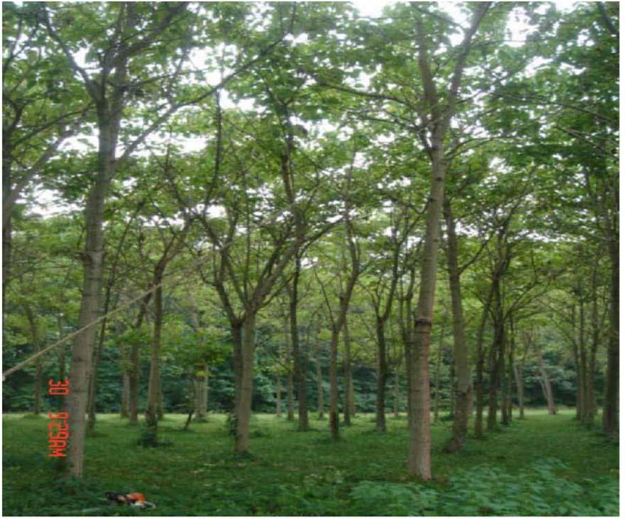 Vegetated Terrain Parameters Paulownia Trees, Maryland 2006 T1 B1 B2 B3 B4 L1 System