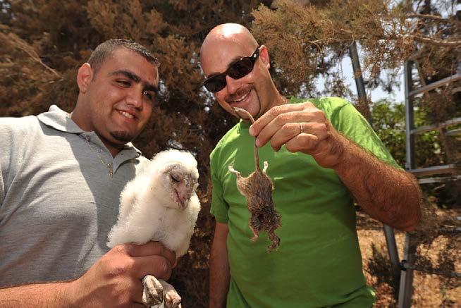 Dr. Motti Charter holding a small mammal with a Palestinian collaborator holding a barn owl nestling.