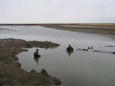 Faber Maunsell Wallasea Wetland Creation Project 5 1.5.1 Mudflat: - 85ha of mudflat and shallow scrape habitat created.