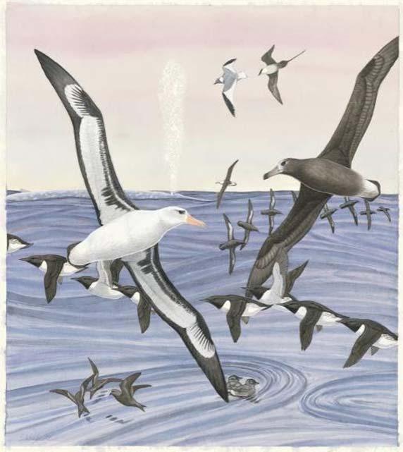 A Story About Albatross Tracking their
