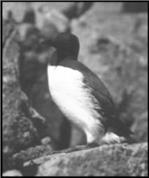 Sphenisciformes - Penguins