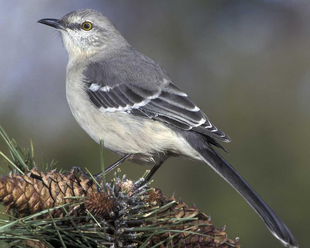 Mockingbirds don t do one thing but make music for us to enjoy. They don t eat up people s gardens, don t nest in corncribs, they don t do one thing but sing their hearts out for us.