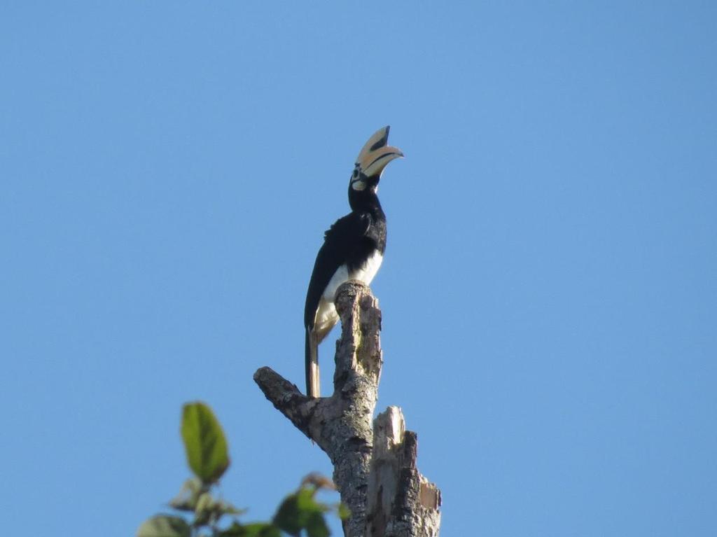 Borneo 12 th -19 th March a week after a work trip to Singapore Oriental Pied Hornbill Kinabatangan River After my big trip to New Zealand, the Subantarctic and the Philippines at Christmas, I had