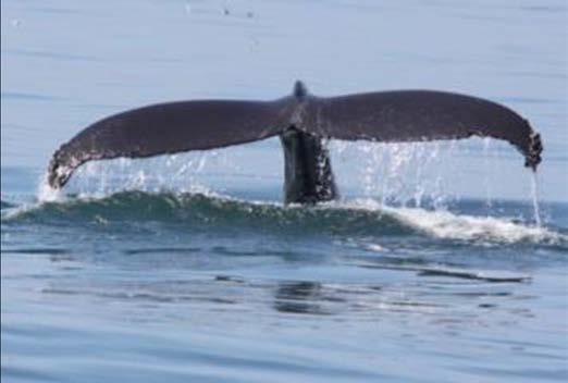 Quantifying MFAS Behavioral Responses: BROAD CONCLUSIONS Marine mammal responses to MFAS include: