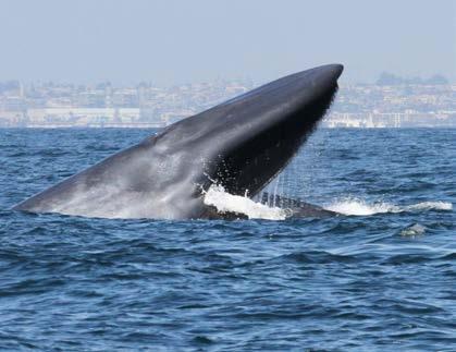 whales Endangered Species