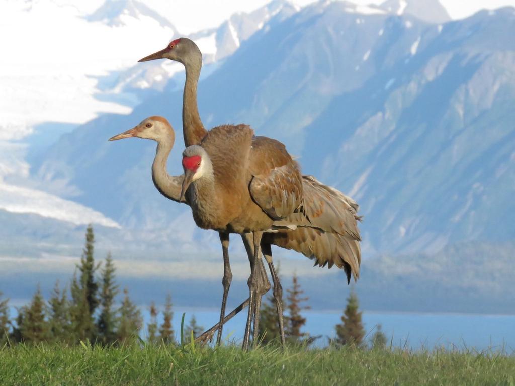 A young Sandhill Crane family readies for migration south during the last few weeks of