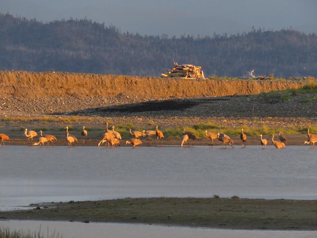 Sandhill Cranes gather to roost in the late evening light at