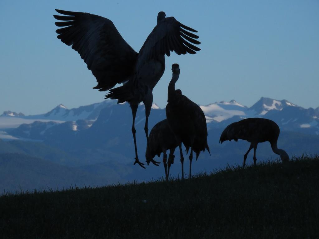 Sandhill Cranes dance at Inspiration Ridge Preserve in the late evening before