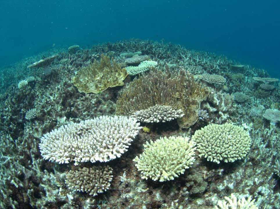 Monitoring coral