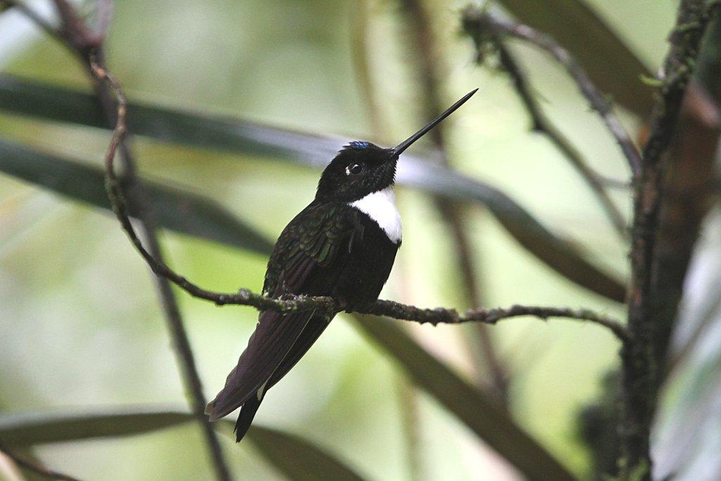 Day 9: Friday, February 20 Tapichalaca While the Jocotoco Antpitta is our main target today, we should see plenty of other good birds along the trails, such as Chestnut-caped and Slatecrowned