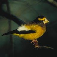 Through its Important Bird Areas program, BirdLife International was one of the first organizations to explicitly consider abundance as well as rarity in conservation (Chipley et al.