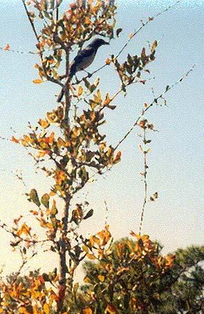 The Florida Scrub-Jay Unique Social System permanent monogomy year-round territoriality cooperative breeding intrafamilial dominance heirarchy delayed dispersal