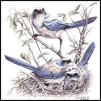 The Florida Scrub-Jay in Sebastian, Florida Consists of 2 Sub-populations (separated by at least 2.