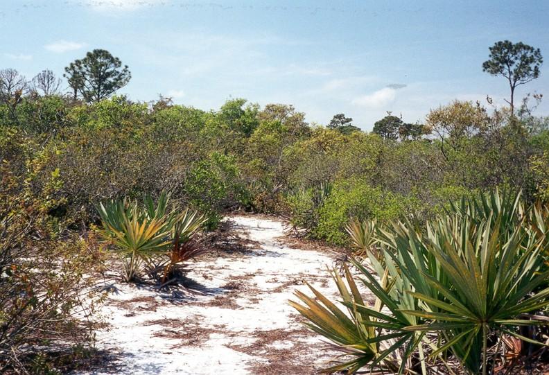 The Florida Scrub-Jay in Sebastian, Florida Optimal Habitat Requirements: >50% shrub layer being comprised of scrub