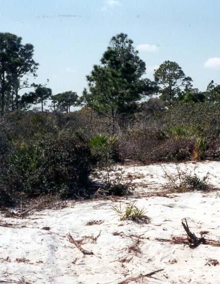 The Florida Scrub Ranked by the Florida Natural Areas Inventory as Imperiled Globally & in the State of Florida 70-85% lost since presettlement times (Bergen
