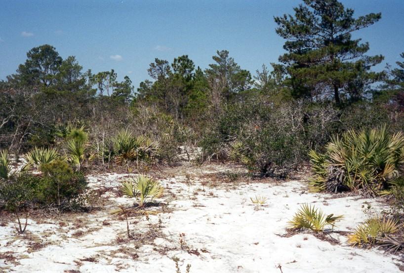 The Florida Scrub Occurring on the Sandy, Well-Drained Soils of Relict Coastal and Inland