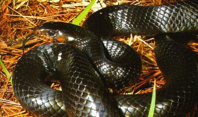 Scrub Species Eastern Indigo Snake (Drymarchon