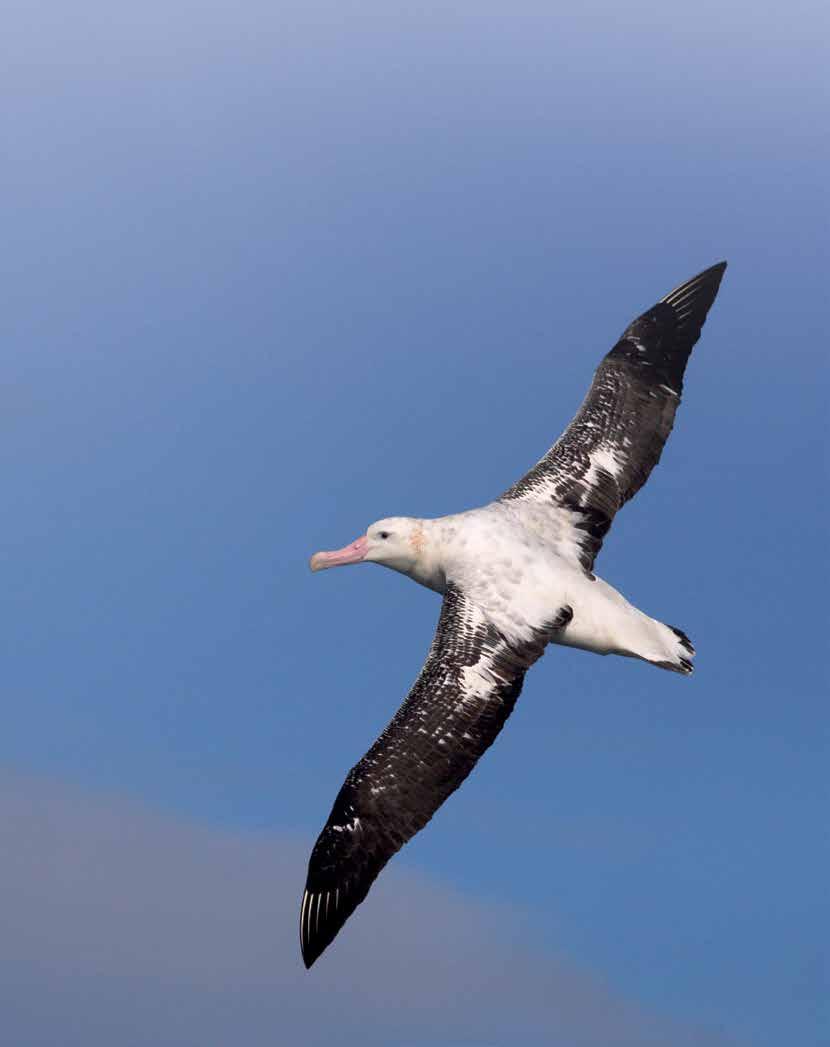 News stories Sea Change Issue 12 July 2016 BirdLife International Marine Programme newsletter Albatross Task