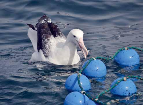 Albatross Task Force Celebrating 10 years of effort to save albatrosses Oli Yates, Albatross Task Force Programme Manager, reflects on the achievements in reducing seabird bycatch, and considers the