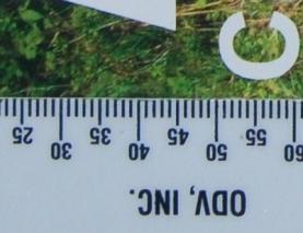 the ISO number, the less sensitive to light The higher the ISO