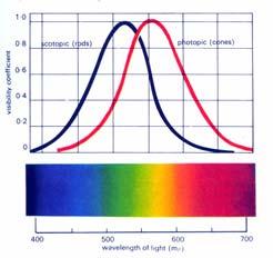 are related to brightness and color perception. a. wavelength b.
