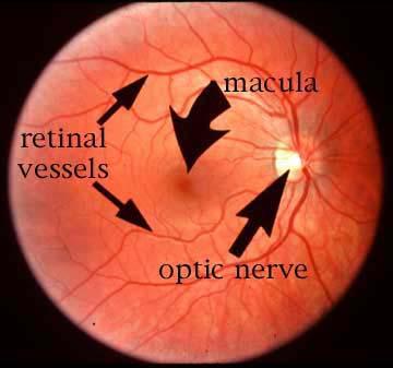 sclera d. lens k. fovea e. ciliary muscle l.