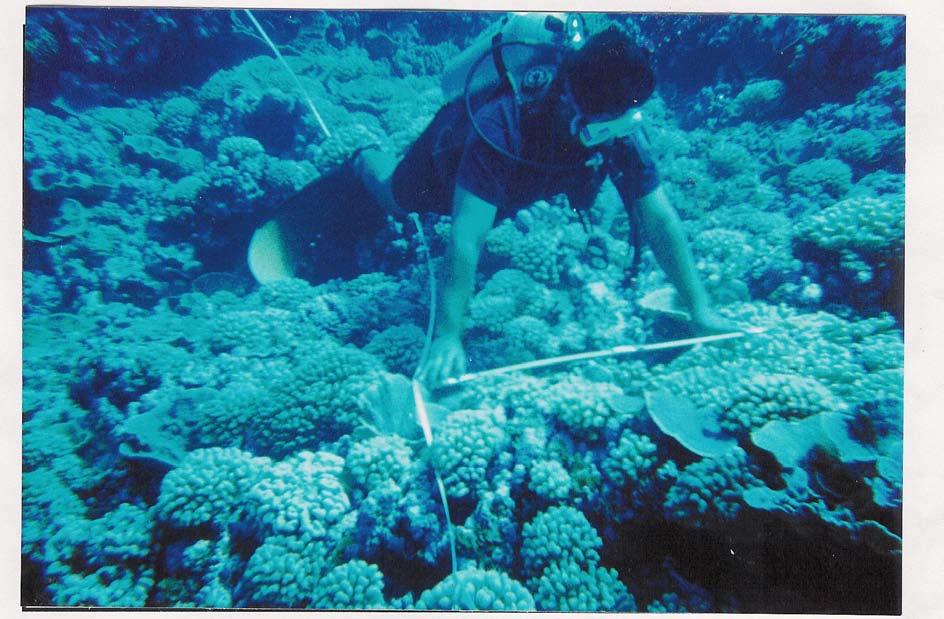 METHODS Five 50m transects were laid consecutively on the reef front in 1 Om of water, at each of two sites on the south-west facing side of Swains Island (Fig. 1).