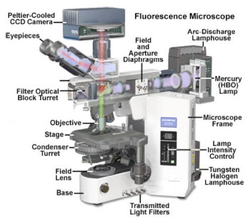 Microscope layou Anaomy o research microscopes Relecion microscope Ligh relecs