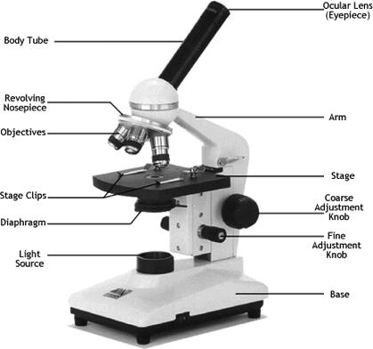 Compound Microscope Anatomy