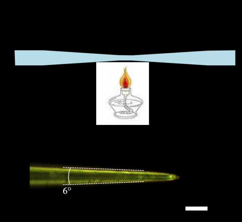 Figure A.2 (a) Heating-and-pulling fabrication of the tapered fiber. (b) Image of the tapered fiber. The included angle of the taper is 6. The tip size is smaller than 2 μm. Scale bar is 20 μm.