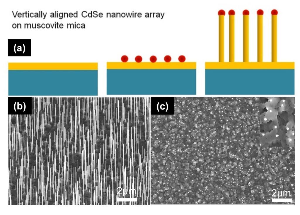 Figure S5. The growth of CdSe nanowire array. (a) Schematic of CdSe nanowire array growth on muscovite mica by using CdSe thin film and gold as barrier layer and catalysts.