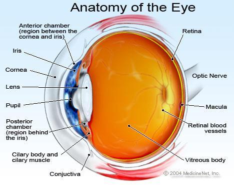 Physiological Basic of Color The eye has two types of sensitive cells in