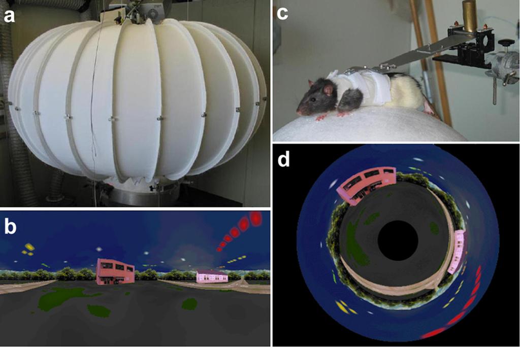 Figure 4: Virtual Reality projection setup for rats running on top of an air-cushioned polystyrene sphere as