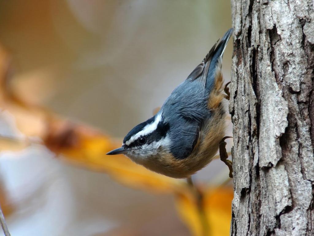 Header Audubon s Climate Watch Subtitle Birds and climate change