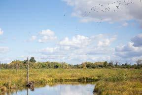 How many wetlands will you visit this month? It s American Wetlands month! We have put together a list of 10 wetlands to explore. We challenge you to visit as many as you can.