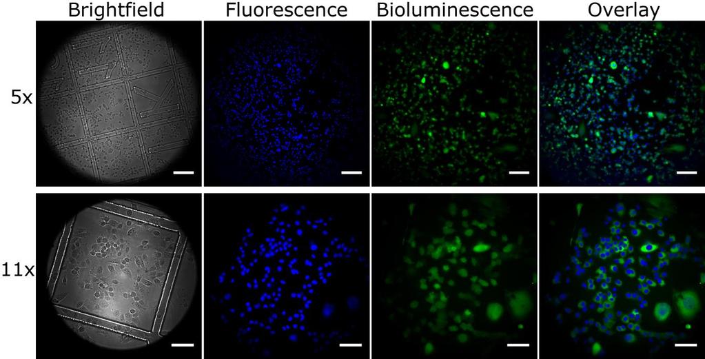 Supplementary Figure 17 Multimodal micrographs of confluent MDA-MB-231 cells. Brightfield, fluorescence, bioluminescence, and overlay images from MDA-MB-231/Luc cells. Top row.