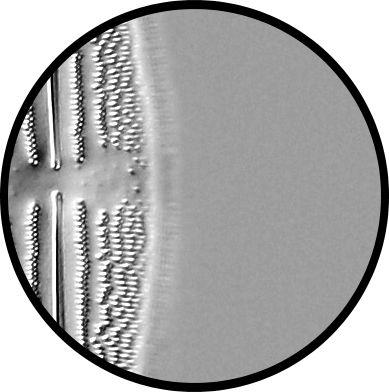 oblique illumination or Differential interference contrast Diatom Number 2 Species: Epithemia turgida Recommended