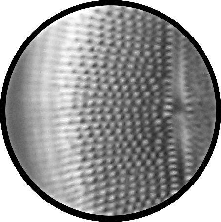 appear sharp Suggested techniques to improve resolution: 20x objective with Differential interference contrast, or 40x objective without oblique illumination Diatom Number 6