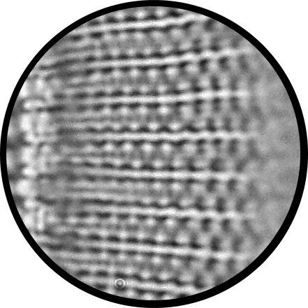 Diatom number 7 Species: Diploneis smithii Recommended microscope objective: oil-immersion 40x objective Suggested techniques to improve resolution: oblique illumination and Differential interference