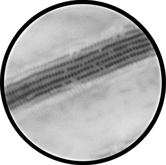 Similar results can be achieved using Differential interference contrast with a high numerical aperture dry 40x objective Diatom Number 8 Species: Surirella striatula (curiosity: frustule has a