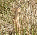 River Otter - No current priority conservation status ; likely in need of