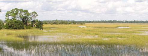 Forested freshwater wetlands Common
