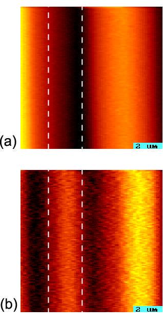 Fig. 4.12 EFM images. The biases on the strip between those two dashed lines are different. The strip is +5V biased in (a) and 0V biased in (b). Tip is +10V biased. And all other strips are 0V biased.