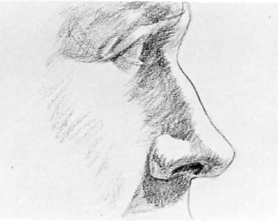 The artist also refines the curve of the brow and continues to work on the eye as he draws the nose, A few strokes divide the tip of the nose and the nostril into separate shapes this division will
