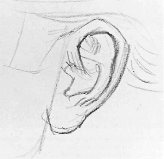 Carefully observing the inner detail of the ear, he draws the shapes with short, curved strokes. Step 2. Over the sketchy lines of Step 1.