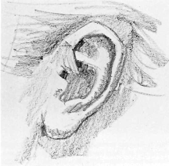 A dark inner line defines the sinuous shape of the rim, which winds around to the deep "bowl" at the center of the ear, The artist draws the inner shape more exactly. Step 3.