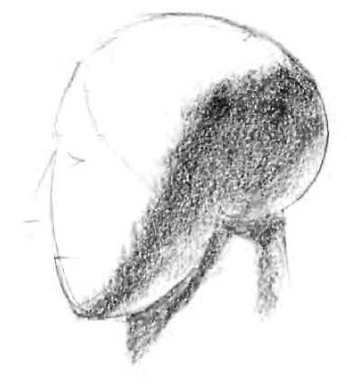 FORM AND PROPORTION Egg Shape. Seen from the front, the head is shaped like an egg. Many artists actually begin by drawing an egg shape, as you see here.